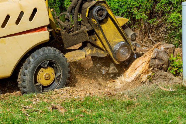 Best Tree Disease Treatment  in Gladwin, MI